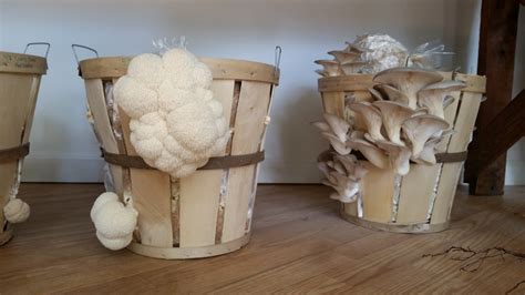 The best size for <strong>growing</strong> mushrooms from stem butts is ¼ inch (6 mm). . Growing lions mane in buckets